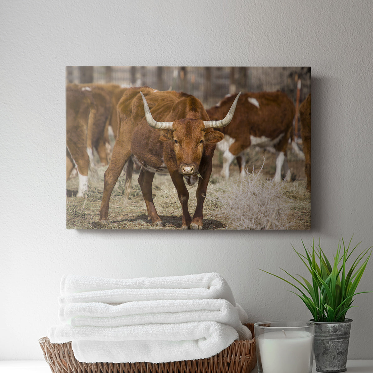 Longhorns - Canvas Art Print