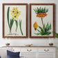 Set of two maple barnwood framed canvas prints depicting a coordinated art pair of colorful flowering plant specimens rendered as antique botanical plate illustrations above a dining room sideboard.