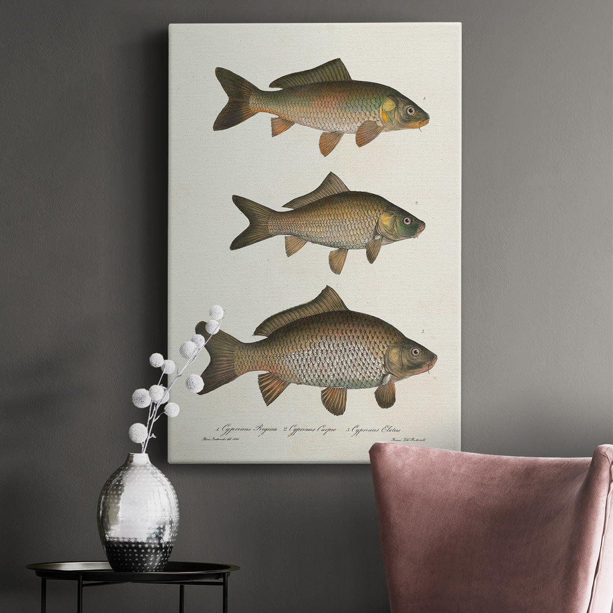 Species of Antique Fish I Premium Gallery Wrapped Canvas - Ready to Hang