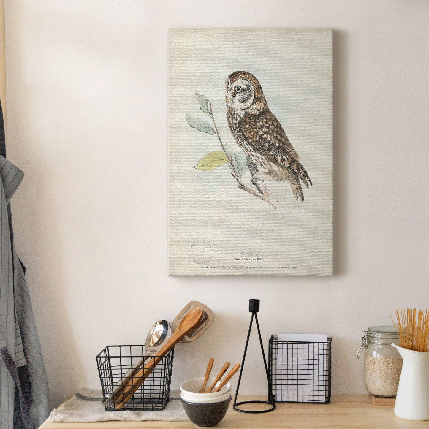 Little Owl Premium Gallery Wrapped Canvas - Ready to Hang