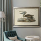 Audubons Brown Pelican - Ornate Framed Canvas Print