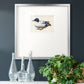 White and Blue Mallard Premium Framed Print Double Matboard