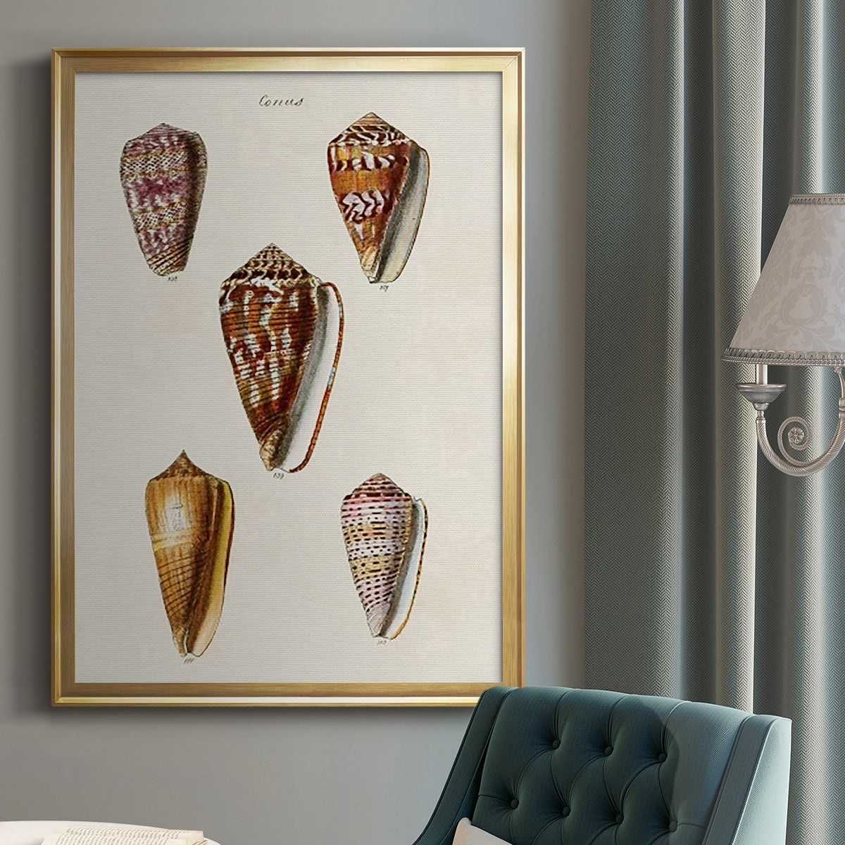 Cone Shell Collection VI - Modern Framed Canvas Print