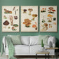 Mushroom Species I - Framed Premium Gallery Wrapped Canvas L Frame 3 Piece Set - Ready to Hang