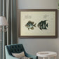 Bloch Antique Fish II Premium Framed Canvas- Ready to Hang