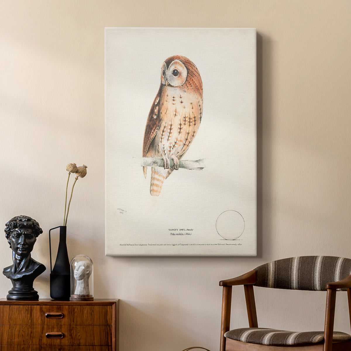 Tawny Owl - Canvas Art Print