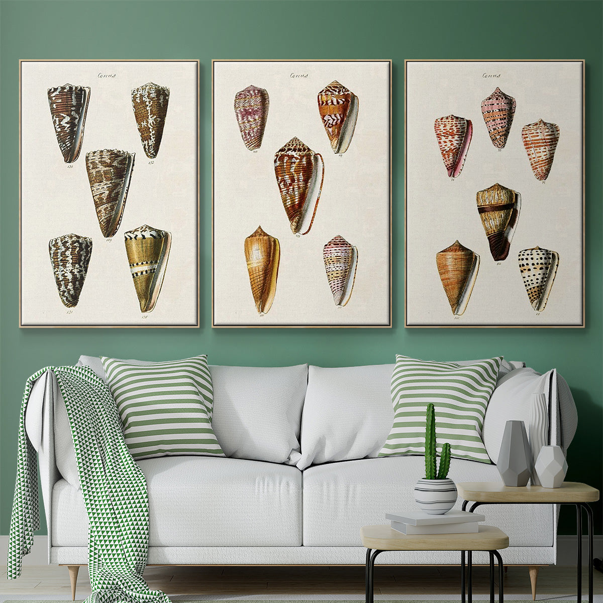 Cone Shell Collection IV - Framed Premium Gallery Wrapped Canvas L Frame 3 Piece Set - Ready to Hang