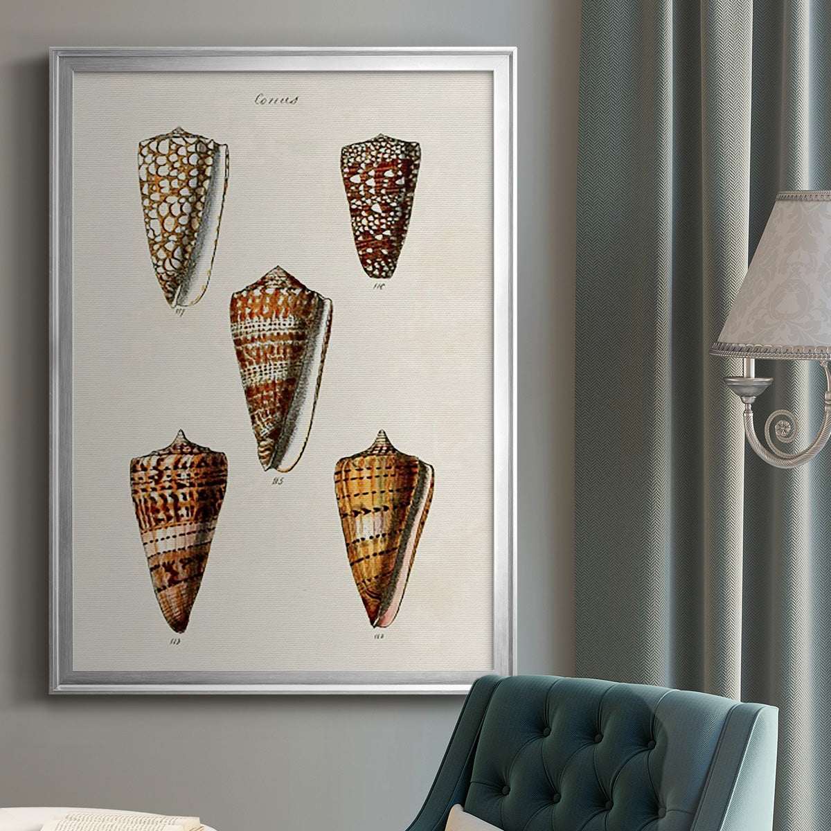 Cone Shell Collection II - Modern Framed Canvas Print