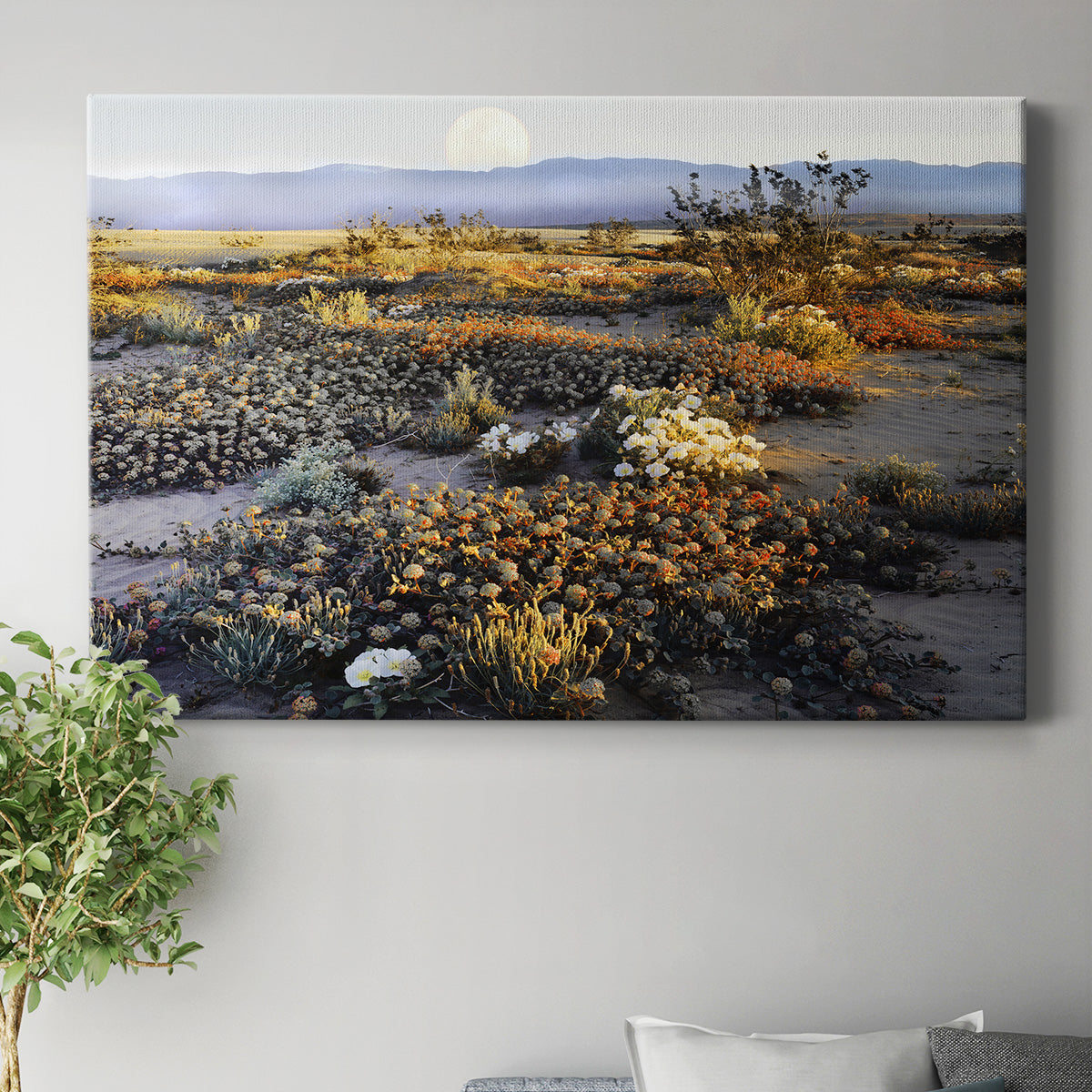 Anza Borrego Desert Premium Gallery Wrapped Canvas - Ready to Hang