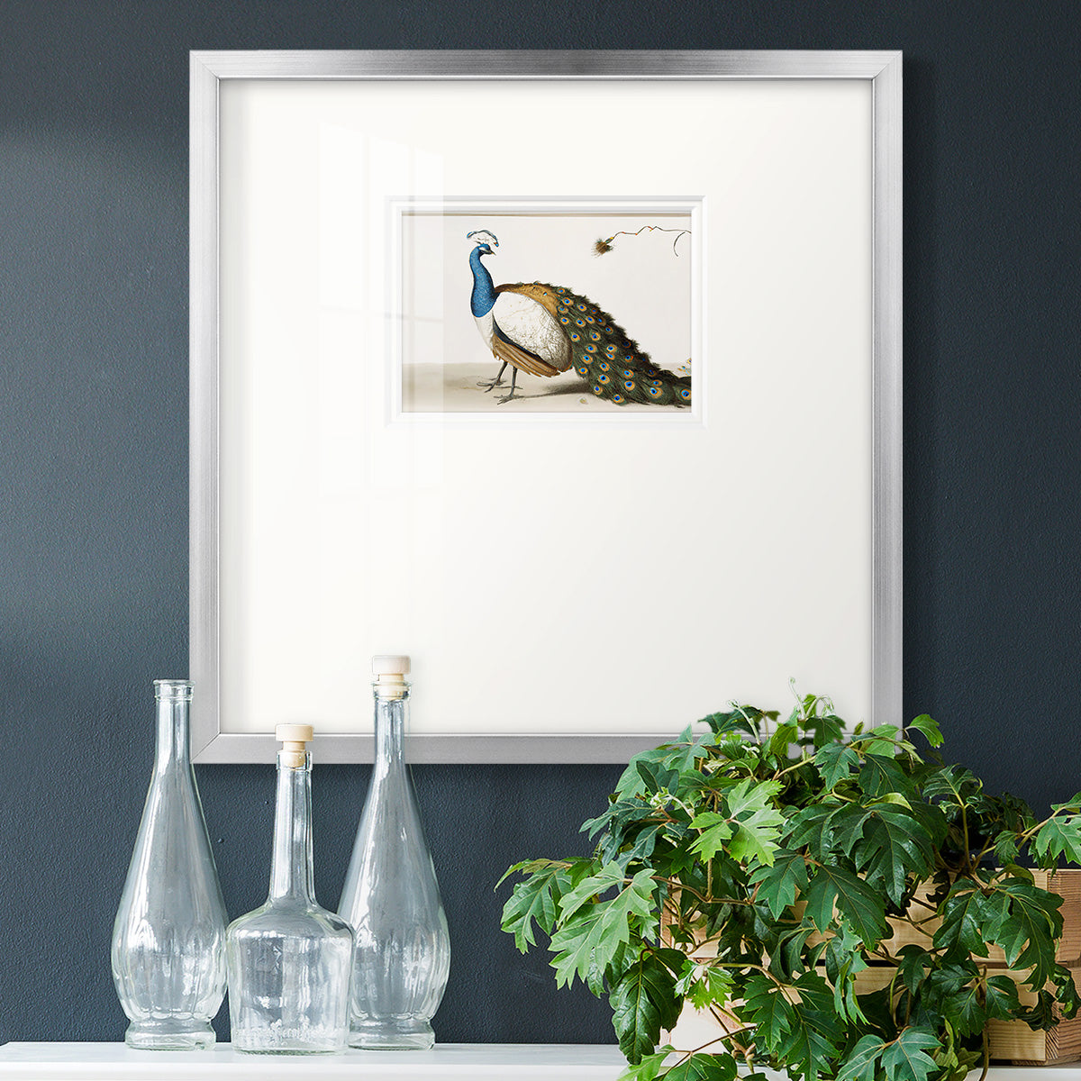 Standing Peacock Premium Framed Print Double Matboard