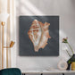 Shell on Slate IX - Canvas Art Print