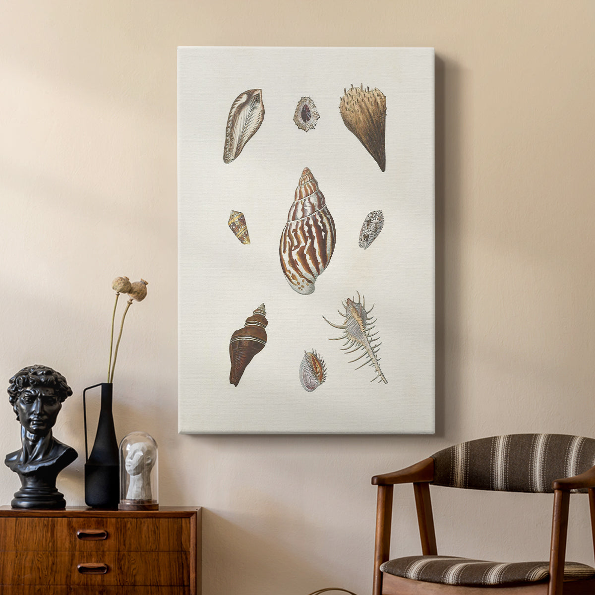 Knorr Shells & Coral IX - Canvas Art Print