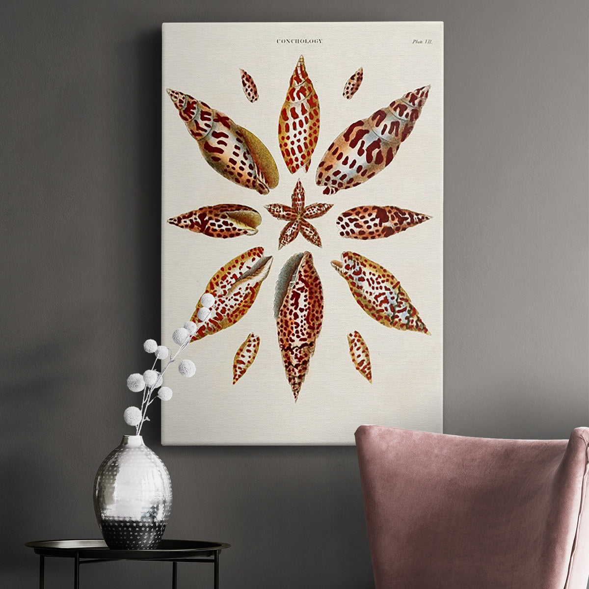 Spiral Shell Formation I - Canvas Art Print