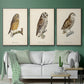 French Owls I - Framed Premium Gallery Wrapped Canvas L Frame 3 Piece Set - Ready to Hang