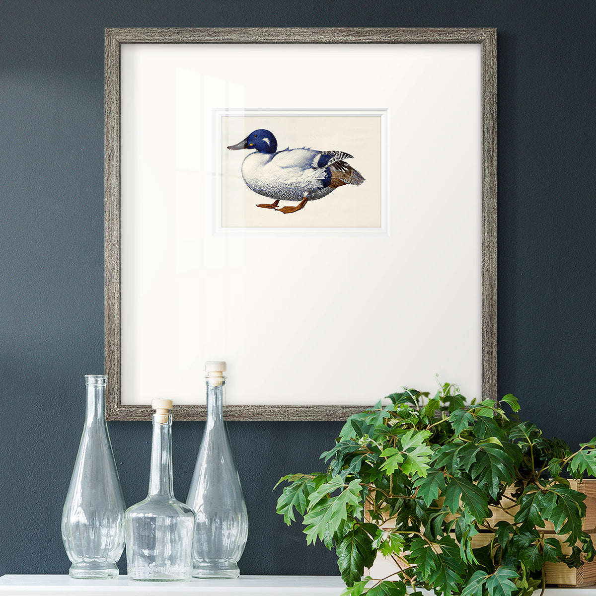 White and Blue Mallard Premium Framed Print Double Matboard