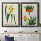 Set of two black barnwood framed canvas prints depicting a coordinated art pair of colorful flowering plant specimens rendered as antique botanical plate illustrations above a dining room sideboard.