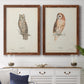 Scops- Eared Owl - Premium Framed Canvas 2 Piece Set - Ready to Hang