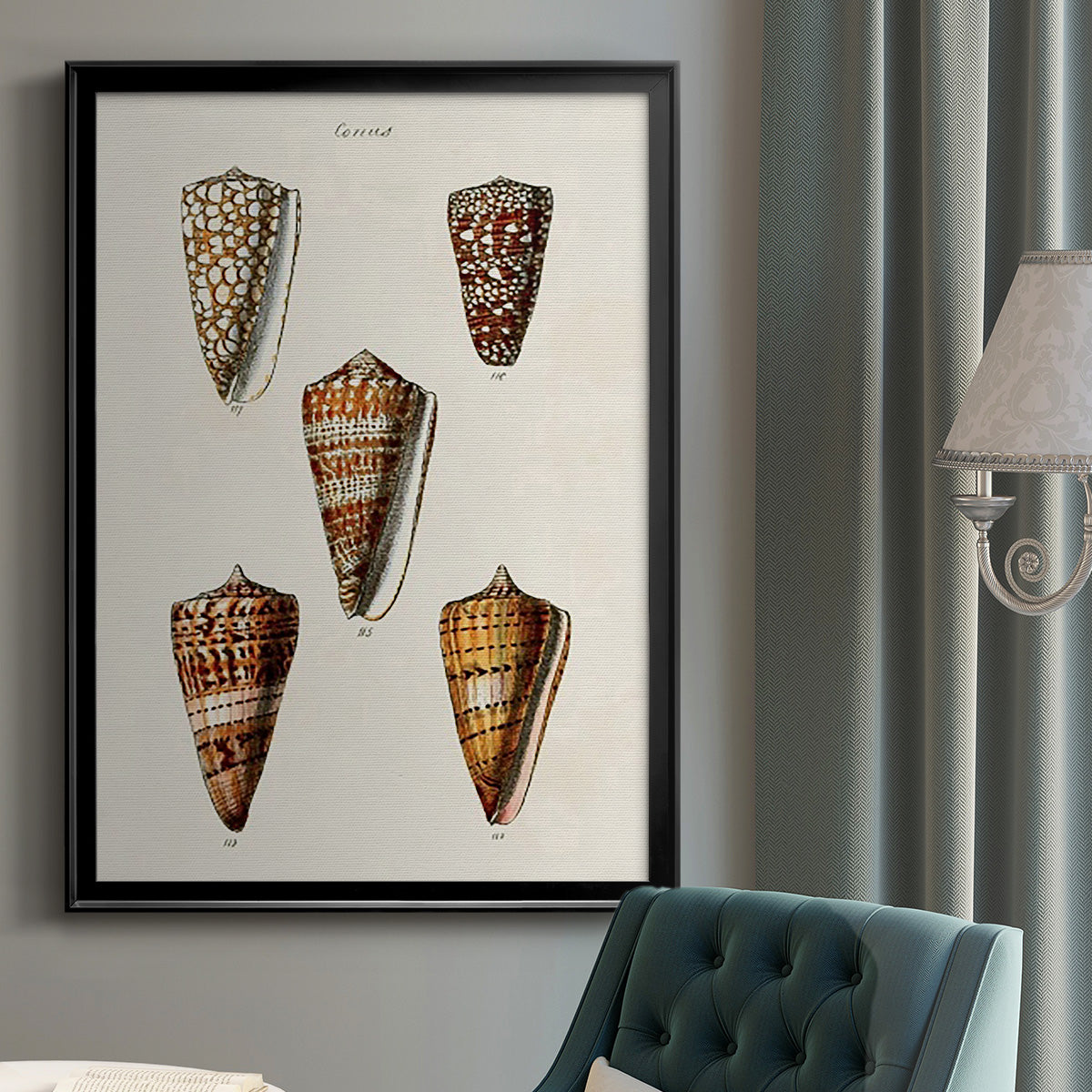 Cone Shell Collection II - Modern Framed Canvas Print