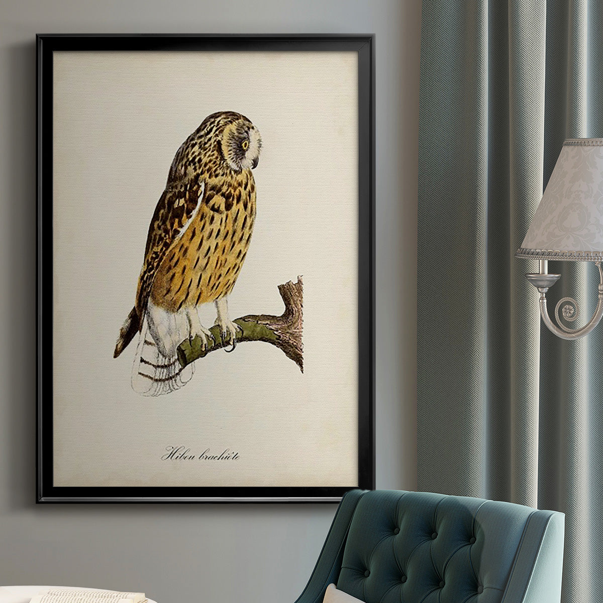 French Owls II - Modern Framed Canvas Print