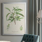 Antique Almond Botanical III - Modern Framed Canvas Print