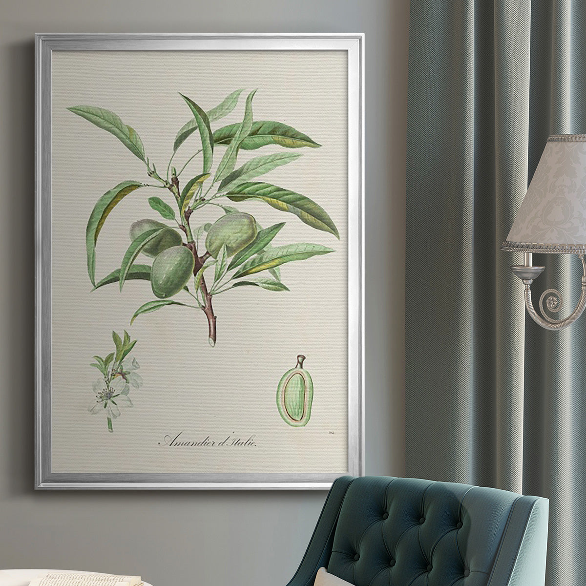 Antique Almond Botanical III - Modern Framed Canvas Print