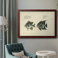 Bloch Antique Fish II Premium Framed Canvas- Ready to Hang