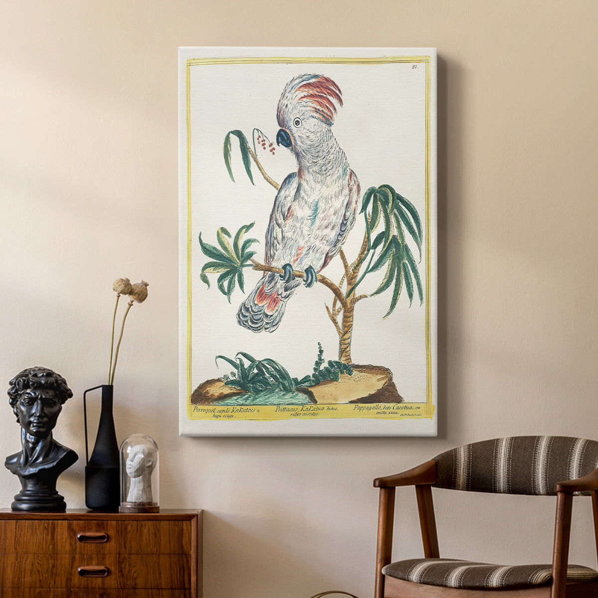 Red-Crested Cockatoo, 1771-1775 - Canvas Art Print