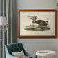 Audubons Brown Pelican - Ornate Framed Canvas Print