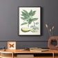 Buchoz Tropicals IV - Restickable Framed Art Print