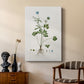 Buttercup Study - Canvas Art Print