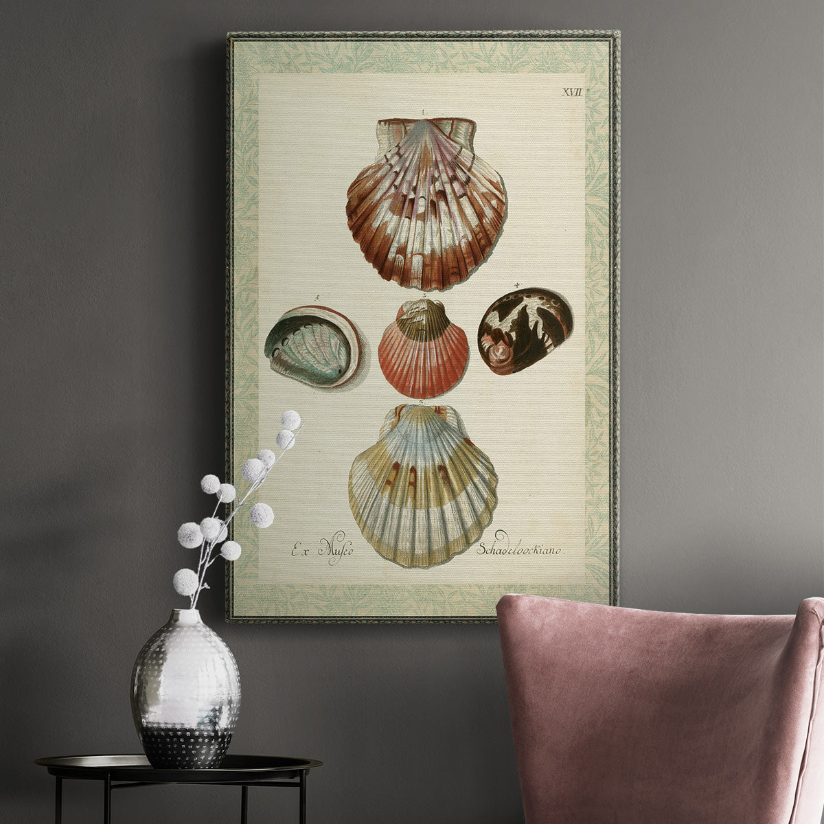 Bookplate Shells III Premium Gallery Wrapped Canvas - Ready to Hang