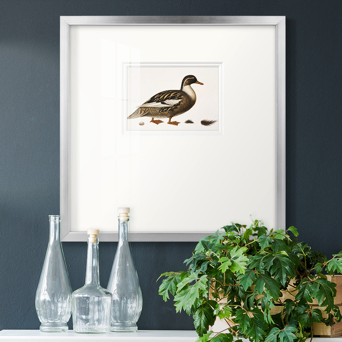 Golden Mallard Premium Framed Print Double Matboard