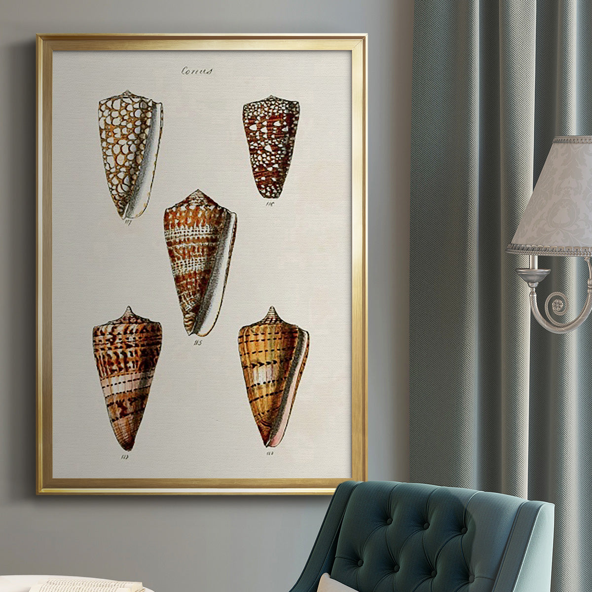 Cone Shell Collection II - Modern Framed Canvas Print
