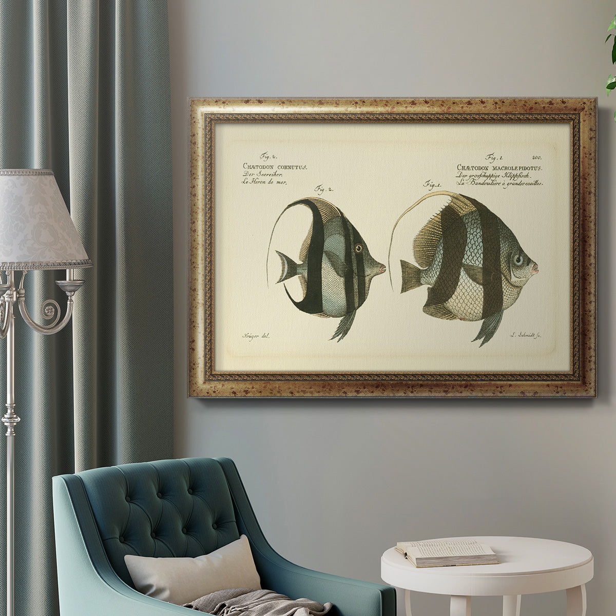 Bloch Antique Fish I Premium Framed Canvas- Ready to Hang