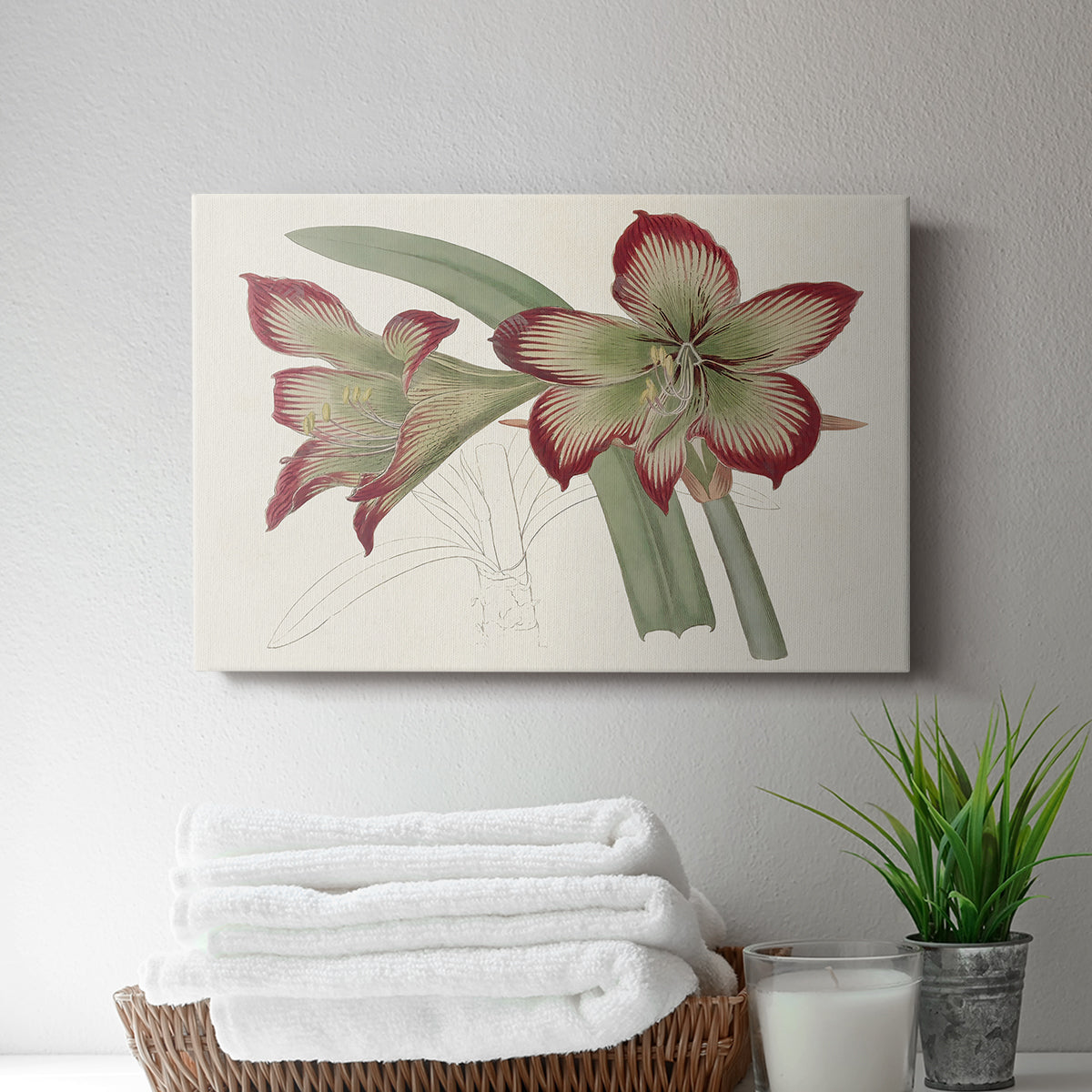 Amaryllis Varietals IV - Canvas Art Print