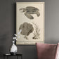 Sea Turtle Study II - Canvas Art Print