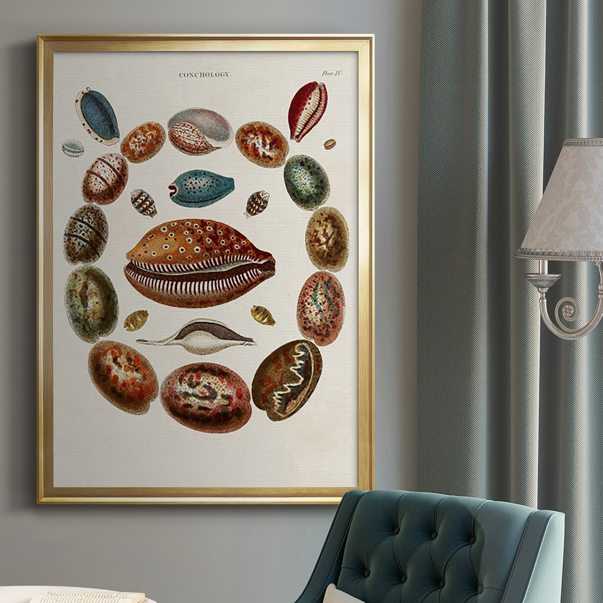 Spiral Shell Formation II - Modern Framed Canvas Print