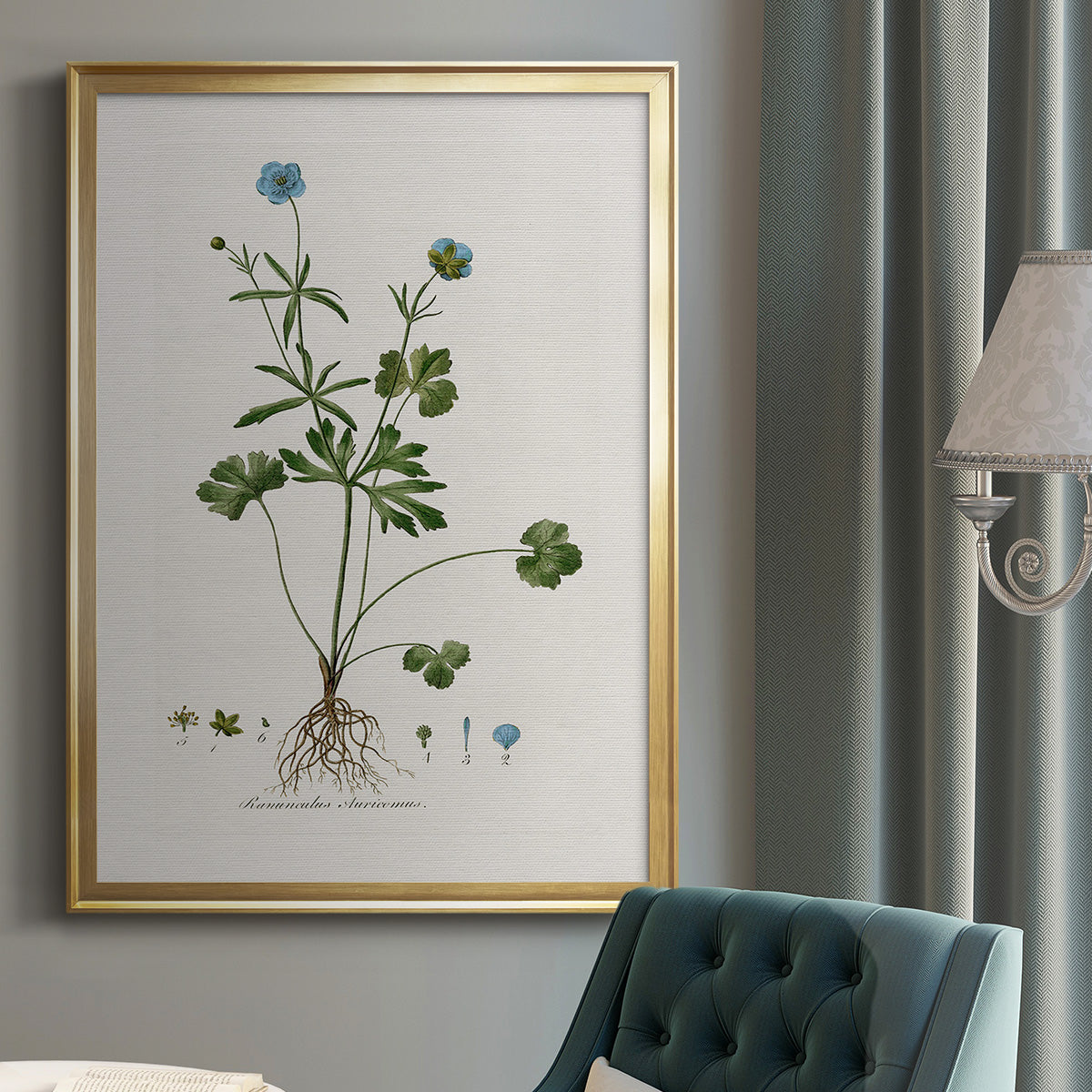 Buttercup Study - Modern Framed Canvas Print