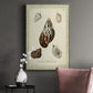 Bookplate Shells VII Premium Gallery Wrapped Canvas - Ready to Hang