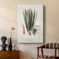 Botanical Society Ferns V - Canvas Art Print