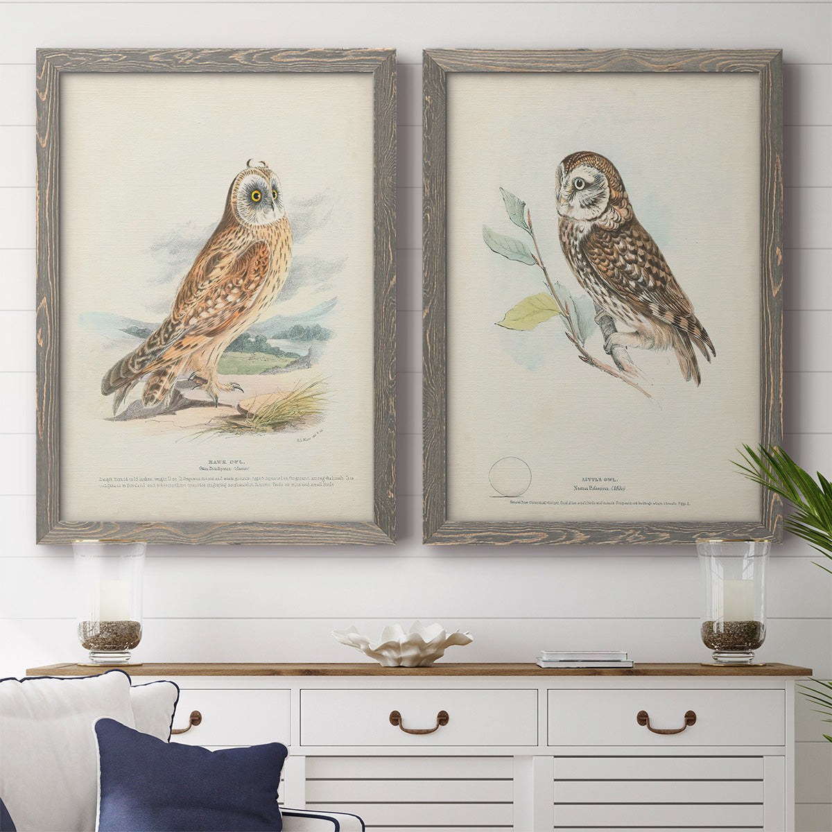 Hawk Owl - Premium Framed Canvas 2 Piece Set - Ready to Hang