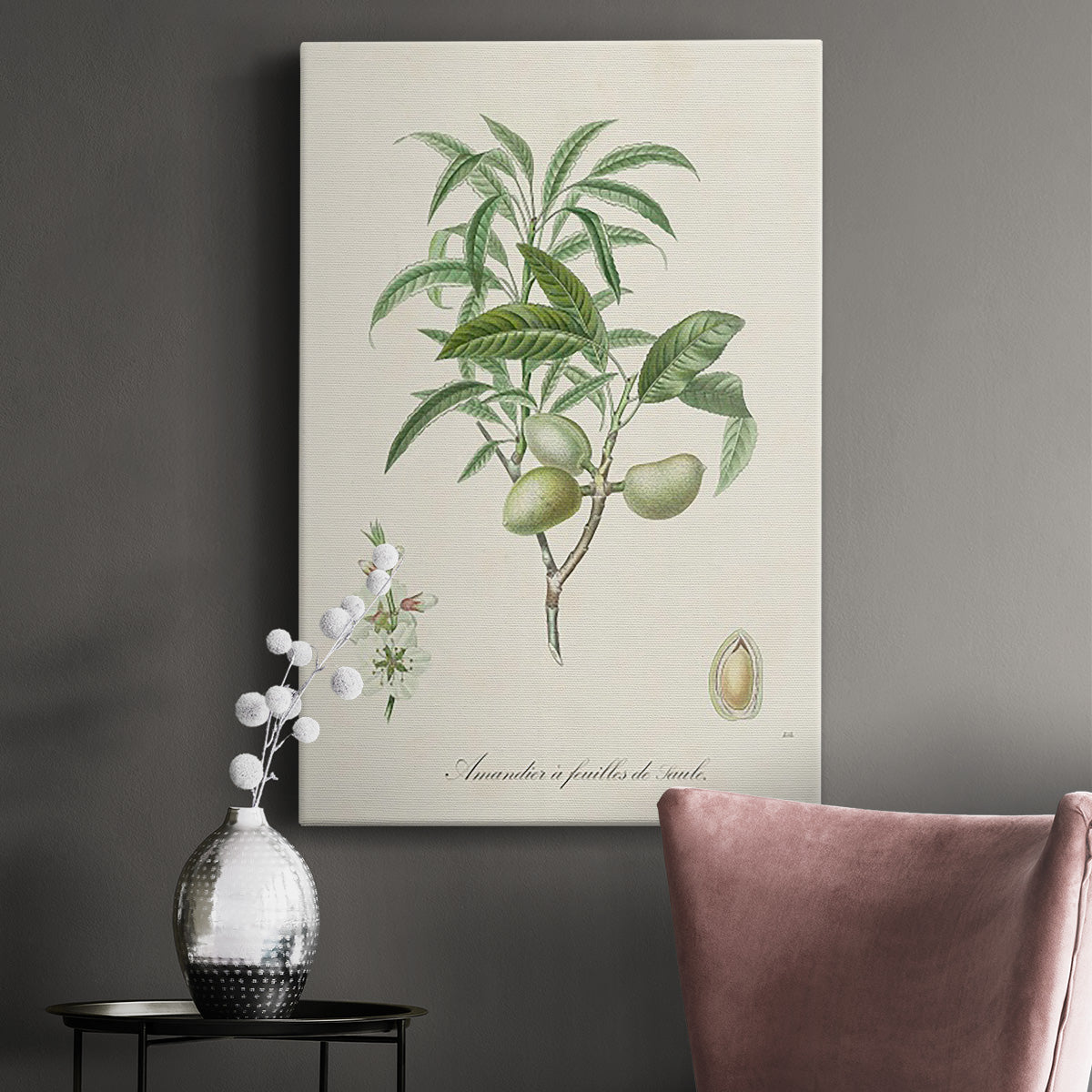 Antique Almond Botanical II Premium Gallery Wrapped Canvas - Ready to Hang