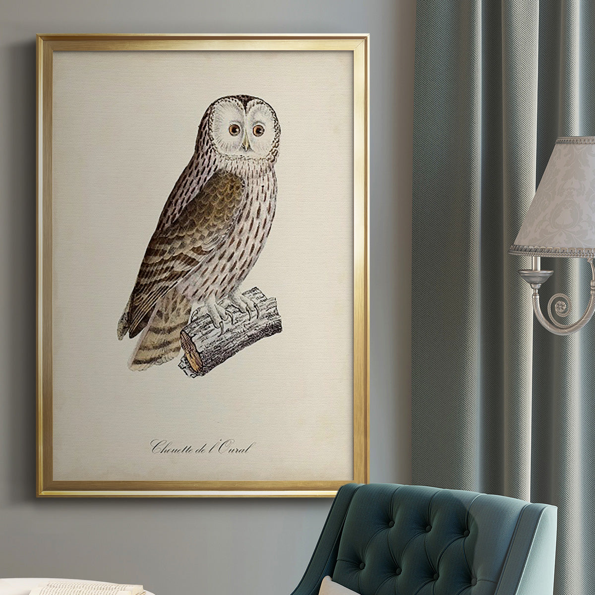 French Owls V - Modern Framed Canvas Print