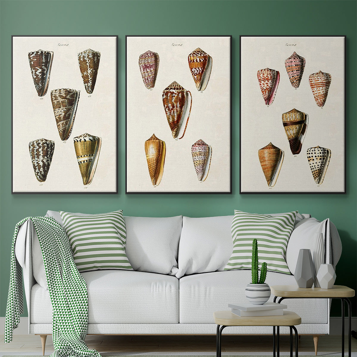 Cone Shell Collection IV - Framed Premium Gallery Wrapped Canvas L Frame 3 Piece Set - Ready to Hang