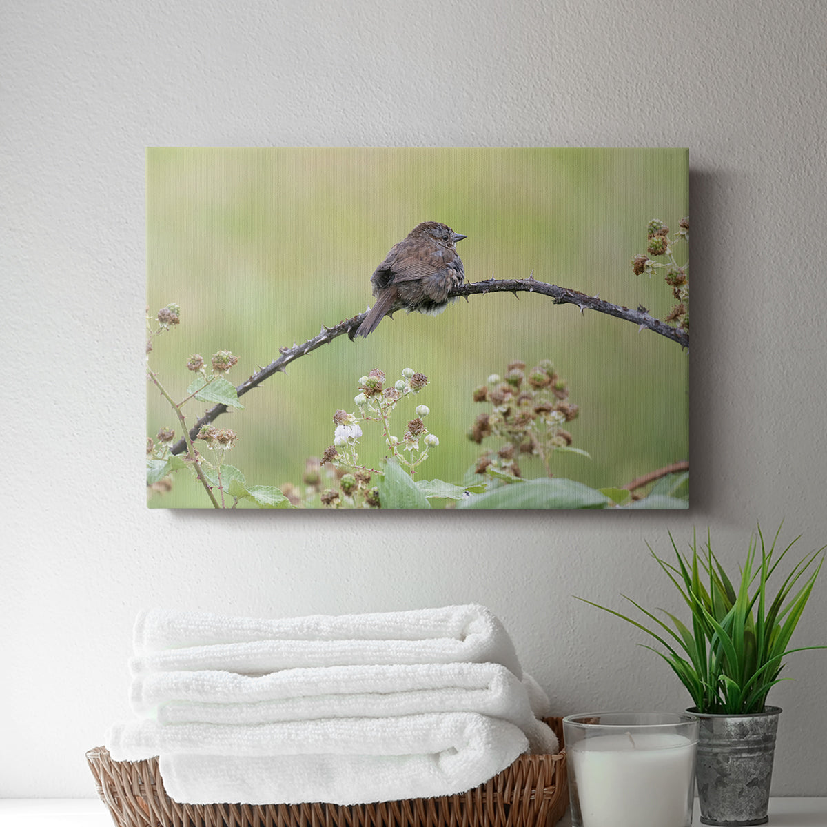 Resting Sparrow - Canvas Art Print