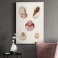 Pastel Knorr Shells V - Canvas Art Print