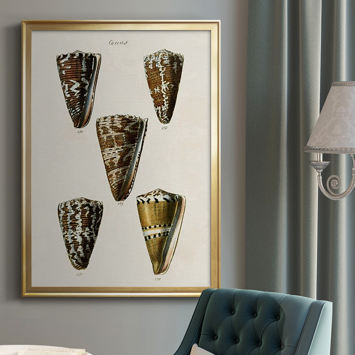 Cone Shell Collection V - Modern Framed Canvas Print