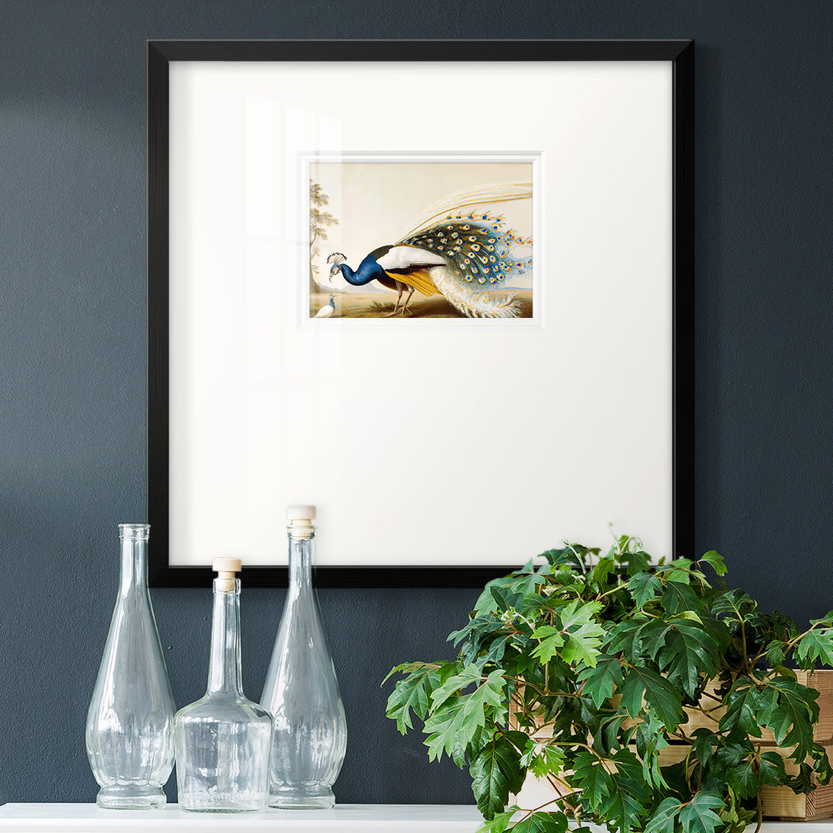 Golden Peacock Premium Framed Print Double Matboard