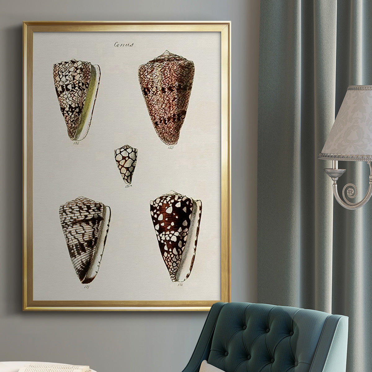 Cone Shell Collection III - Modern Framed Canvas Print