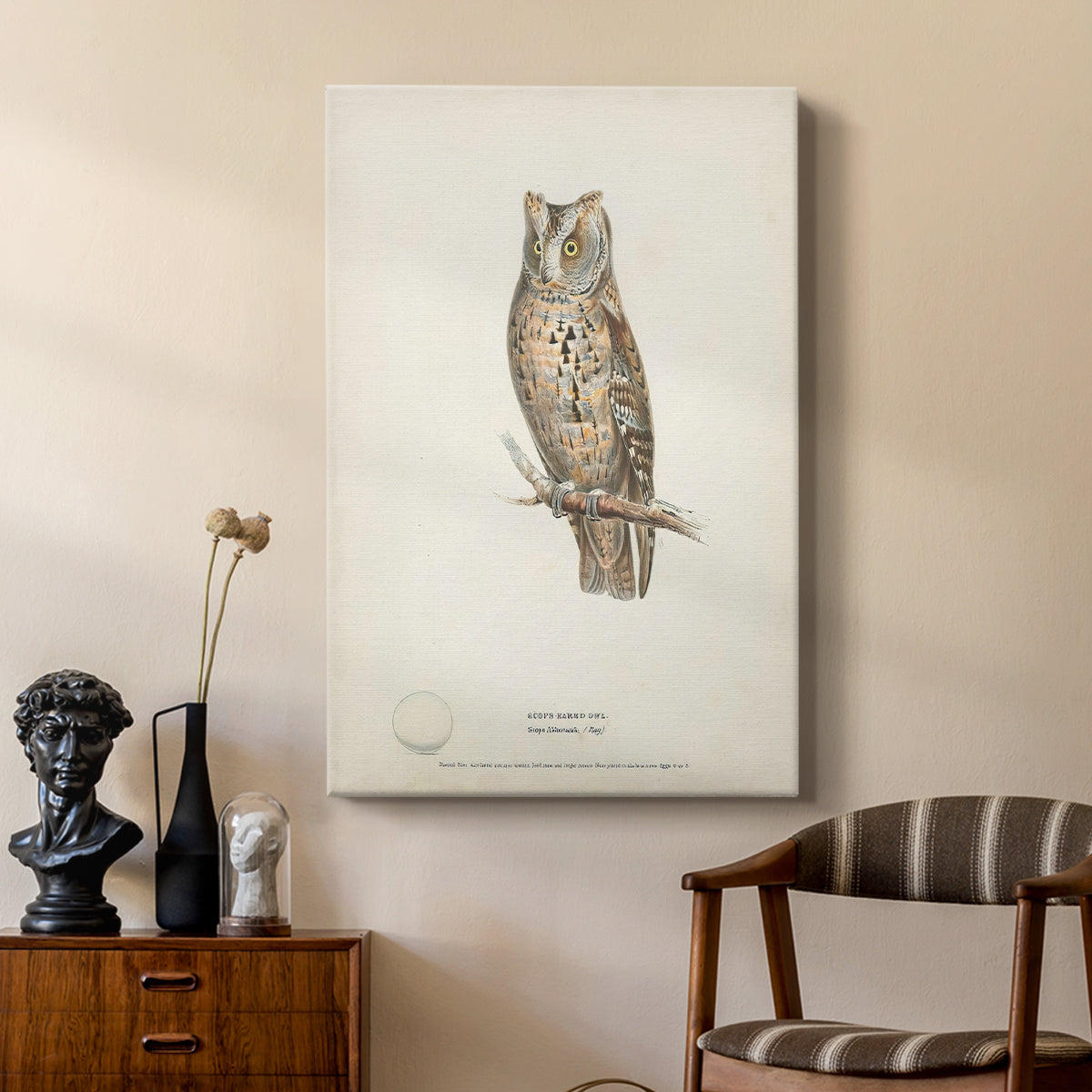 Scops-Eared Owl - Canvas Art Print